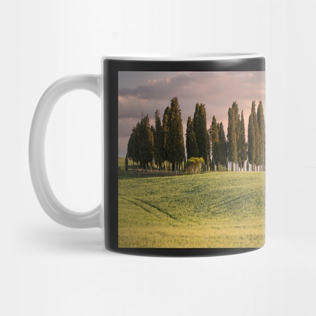 Group of cypress trees in Tuscan landscape by Dolfilms